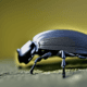 Beetle