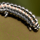 Caterpillar