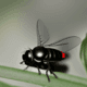Fly