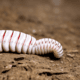 Grub