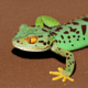 Lizard