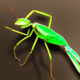 Mantis