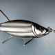 Minnow