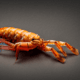 Prawn
