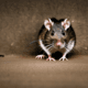 Rodent