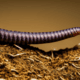 Worm