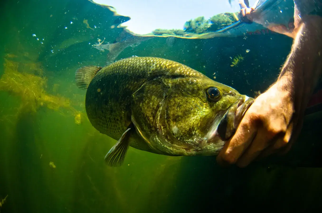 Largemouth bass underwater