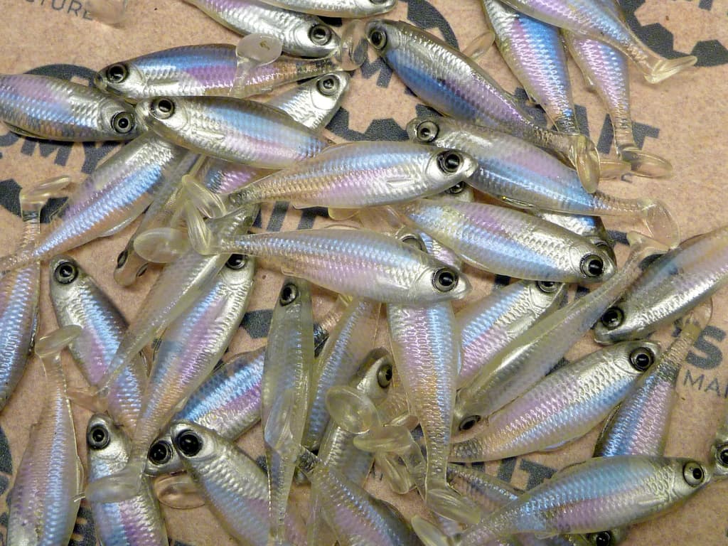 MICRO ROACH 4cm | 1.6″| PINKY BLUE