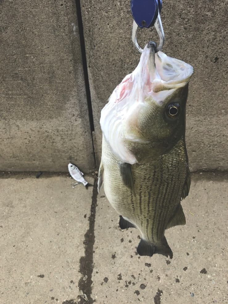 Pogie Lure SHAD Menhaden 2.30 oz. Orig. OC Swimbait White Bait 🔥BASS/Striper - Image 1