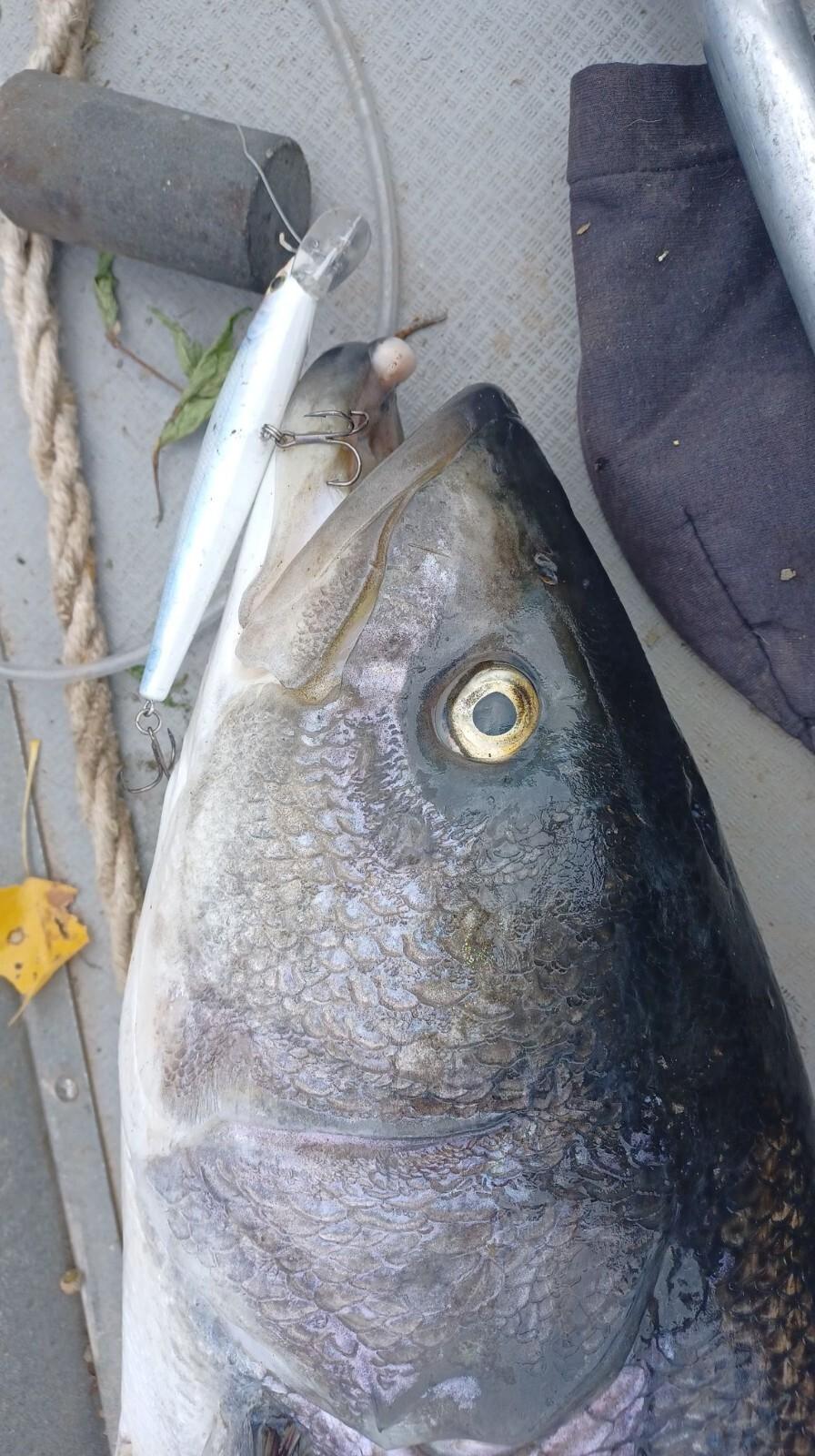 Swimbait sale auction 10 swimbaits  Striper swimbait fishing Glide Bait bass - Image 2