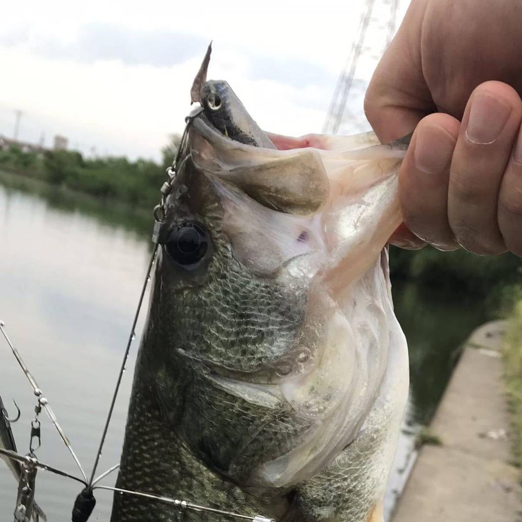 Alabama Rig Bama Fish Roller Ghost Wire Completed 18笘 Used - Image 5