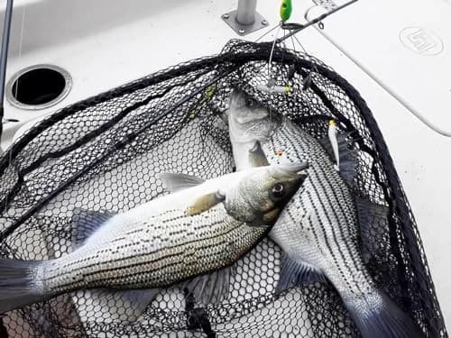 4Pack Premium18g 5 Arm Alabama Rig Head Umbrella Fishing Group Lures Bass  - Image 4