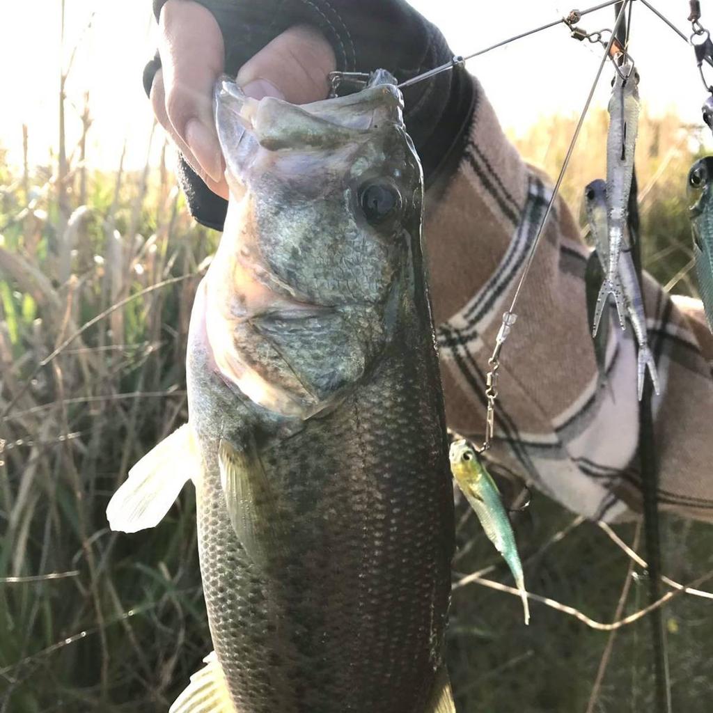 Alabama Rig Bama Fish Roller Ghost Wire Completed 18笘 Used - Image 4