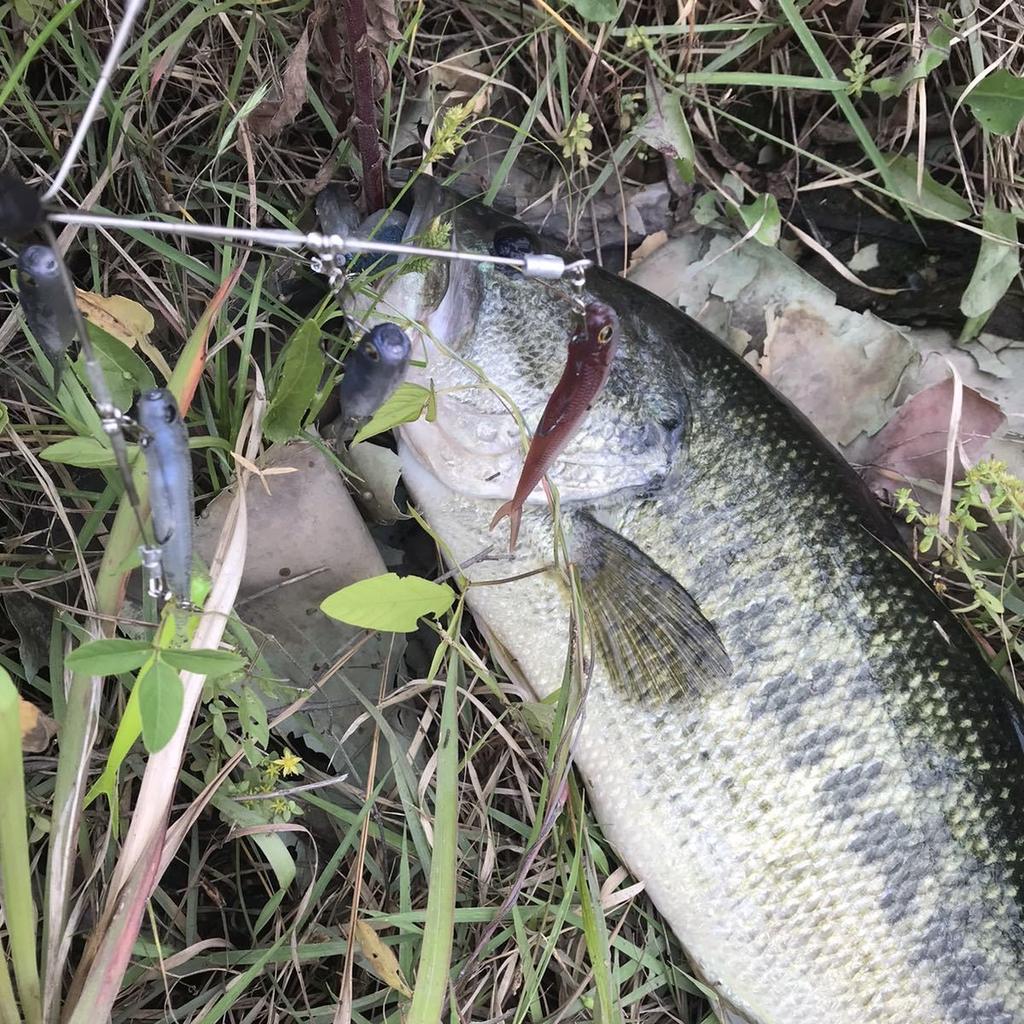 Alabama Rig Bama Fish Roller Ghost Wire Completed 18笘 Used - Image 3