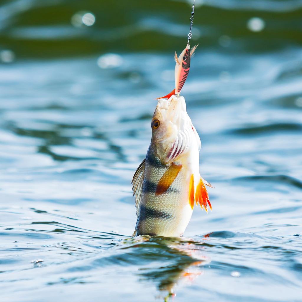 8Pcs 9.6G 10cm Luminou Jig Fishing Wood Shrimp Cuttlefish Jigs3532 - Image 3