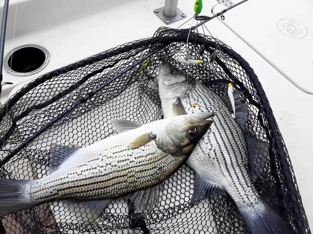 4Pack Premium18G 5 Arm Alabama Rig Head Umbrella Fishing Group Lures Bass Swimmi - Image 3