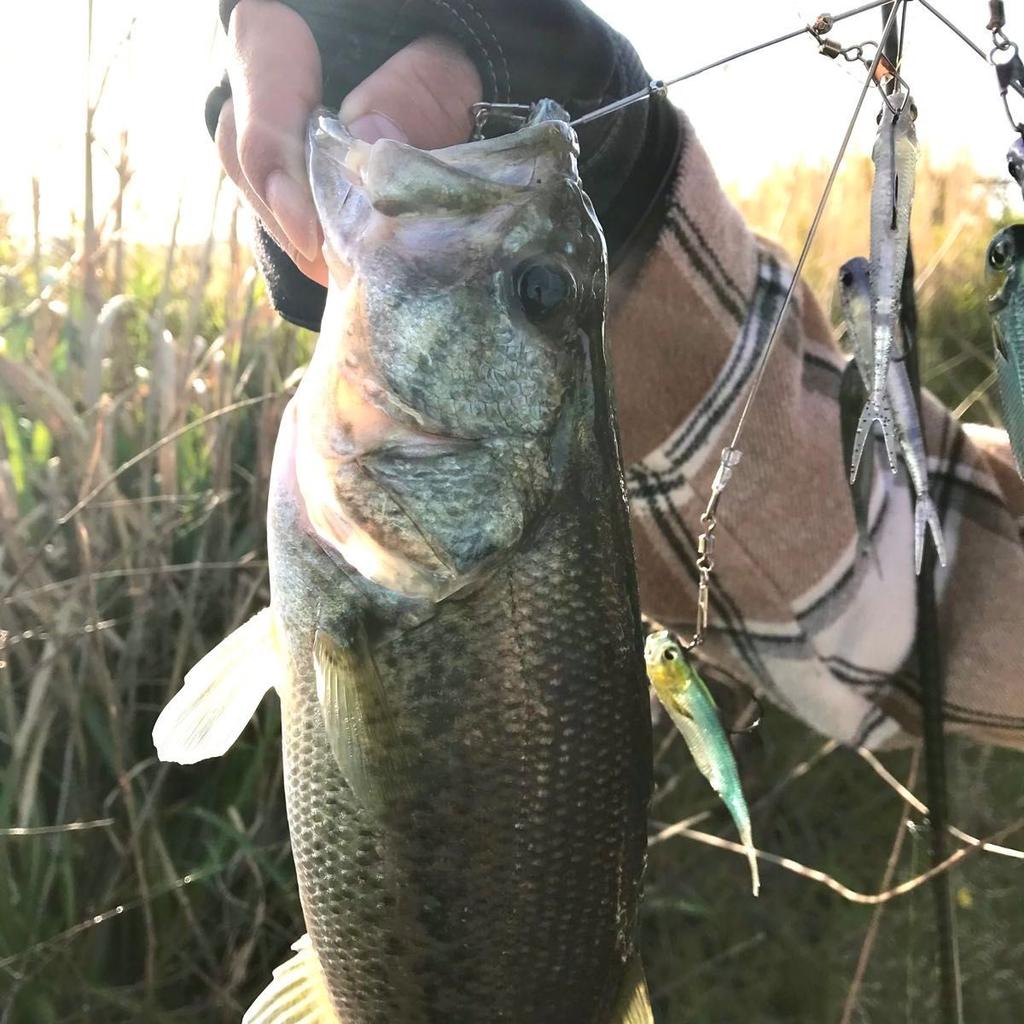 Alabama Rig Bama Fish Roller Ghost Wire Complete Set Used for Bass Fishing - Image 7