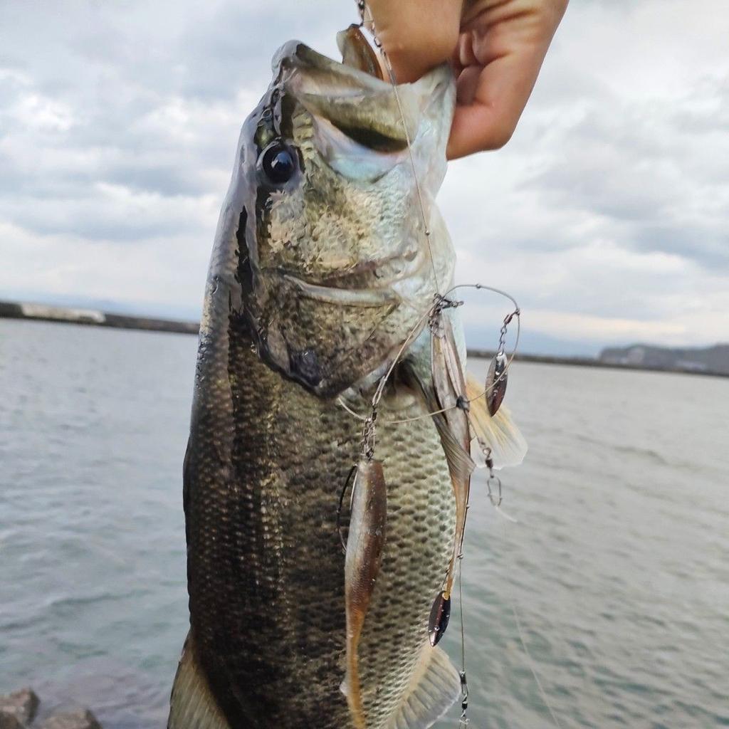 Finesse Alabama Rig with Blade, 5-Arm, Silver/Gold Blade, Used - Image 6