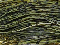 Skirts Unlimited Finesse Series Skirts 10pk - Thumbnail 1