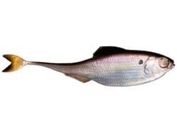 6th Sense Masterclass Fiction Shad - Thumbnail 4