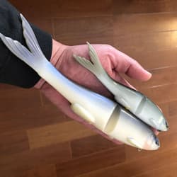 FLAG255 #017 THREADFIN SHAD