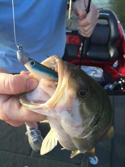 True Lock Swimbait Heads