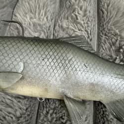 Baitsmith OG  ” kokanne H  swimbait 9” SUPER RARE Red Gills - Thumbnail 7