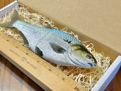 Authentic Hinkle Shad Swimbait / Glide Bait—Custom Painted (Brand New, Only 1) - Thumbnail 3