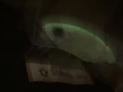 DRT TINY KLASH THRILLER Annive Color 2oz Big Swimbait Low Float Released in 2025 - Thumbnail 8