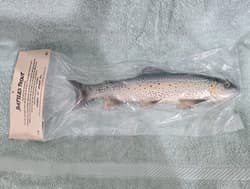 Working Class Zero RARE 11” Battles trout discontinued Swimbait By WCZ - Thumbnail 2