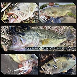 NEW Daiwa Bass Steez Spinnerbait Glow Snubbull 1/2oz TW - Thumbnail 5