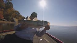 A-Rig Fishing Tackle Tube - 3 Pack -  Free Shipping - Stipers - Bass - Rock Fish - Thumbnail 18