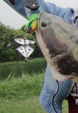 05 / HANMADE DOUBLE BLADED BUZZBAIT. BASS, NORTHERN PIKE, MUSKIE/ MUSKY. - Thumbnail 4