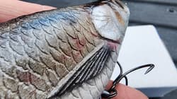 New Texas Swimbaits Gizzard Glide 8" 3.5oz Glide bait Chad Shad Clutch Pizz - Thumbnail 7