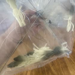 9” Umbrella Rig 4 Arm 11” With 5.5” Squid (9)  8/0 Mustad New Pkg Gray Glow New - Thumbnail 16