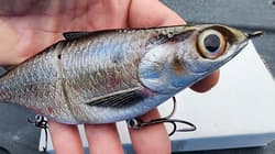 New Texas Swimbaits Gizzard Glide 8" 3.5oz Glide bait Chad Shad Clutch Pizz - Thumbnail 1