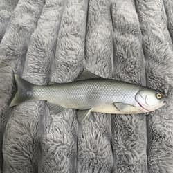 Baitsmith OG  ” kokanne H  swimbait 9” SUPER RARE Red Gills - Thumbnail 1