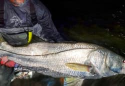 Swimbait sale auction 10 swimbaits  Striper swimbait fishing Glide Bait bass - Thumbnail 8