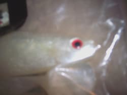 Chesapeake Bay Lure Red Eye Shad 9" Baitfish Umbrella Rig Striper Muskie Pike . - Thumbnail 3