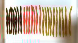 Gary Yamamoto Senko Worm - Thumbnail 3