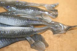 5" Swim Minnow Crystal Shad Paddle Tail Swimbait Trailer for A Rig 50 pack bulk  - Thumbnail 5