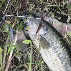 Alabama Rig Bama Fish Roller Ghost Wire Completed 18笘 Used - Thumbnail 3