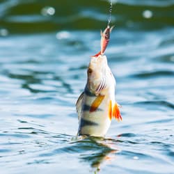 8Pcs 9.6G 10cm Luminou Jig Fishing Wood Shrimp Cuttlefish Jigs3532 - Thumbnail 3