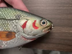 Hinkle Shad Swimbait OG (rare color) - Thumbnail 3