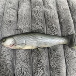 Baitsmith OG  ” kokanne H  swimbait 9” SUPER RARE Red Gills - Thumbnail 5