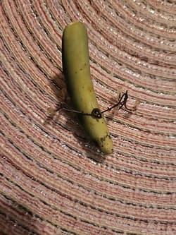 Vintage Helin Lot Of 2 Flatfish Lures F7s. Frog & Camo.2 1/2 " - Thumbnail 6