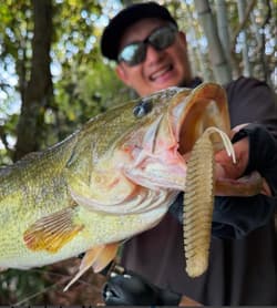 Raid Japan Kanamo Gold Swimbait Stain for Bass - Used - Thumbnail 3