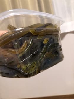 Gary Yamamoto Worm SetFat Ika, Yamasenko, Pro Senko - Thumbnail 7