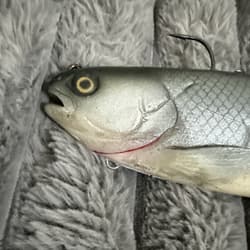 Baitsmith OG  ” kokanne H  swimbait 9” SUPER RARE Red Gills - Thumbnail 6