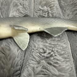 Baitsmith OG  ” kokanne H  swimbait 9” SUPER RARE Red Gills - Thumbnail 11